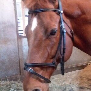 Black Courbette Dressage Eventing Bridle
